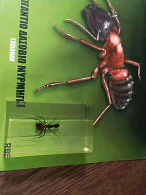 Real insects issue 7 used