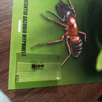Real insects issue 7 used