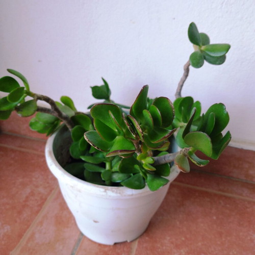 Crassula plant new, easy care for indoor and outdoor spaces