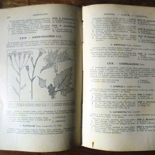 Flora of France Flore De La Région Méditerranéenne De La France 1904
