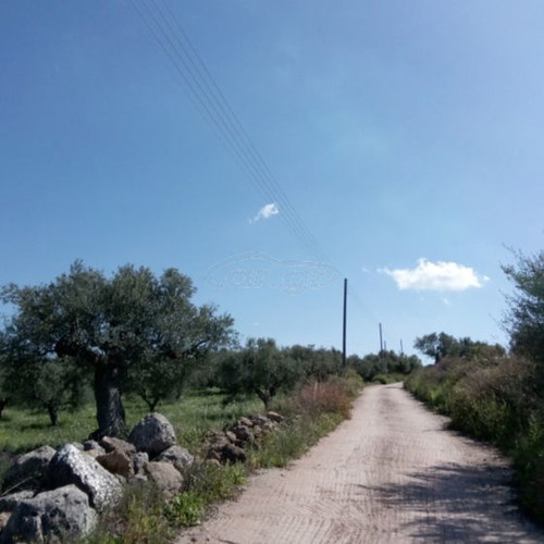Building land with olive trees in Messinia, Petalidi Achladochori