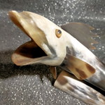 Decorative fish used