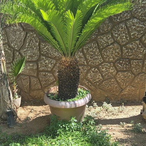 Cycas plant new