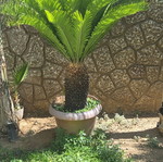 Cycas plant new