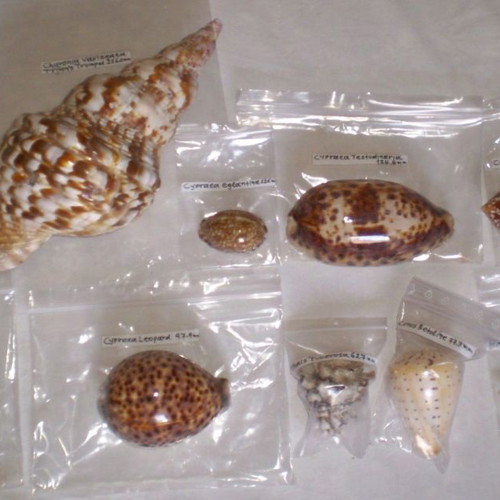 Natural sea shells used, collection of 137 pieces, selected