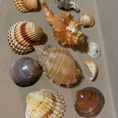 Natural shells like new, pack of 10, for decoration