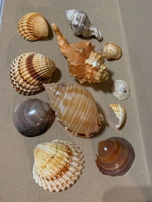 Natural shells like new, pack of 10, for decoration