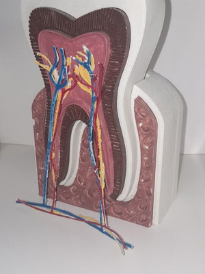 Ανατομία δοντιού καινούργια, διαστάσεις 15,5x10x10 εκ