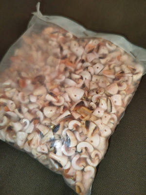 Χάντρες από κέρατο κοχυλιών σαν καινούργιο, φυσικό σχήμα με πλάγια τρύπα