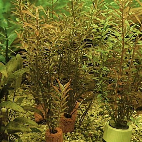 Aquarium plant pack new for easy setup
