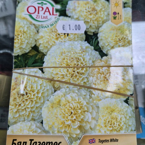Petunia new seeds with great variety