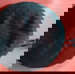  Συλλεκτικός πράσινος στρατιωτικός μπερες