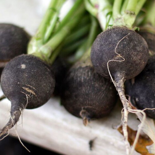 Black Round Winter Radish Seeds, Traditional High Yield Variety