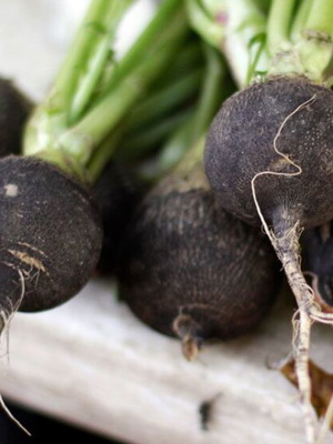 Black Round Winter Radish Seeds, Traditional High Yield Variety