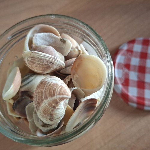 Vase with seashells new, decorative or craft use