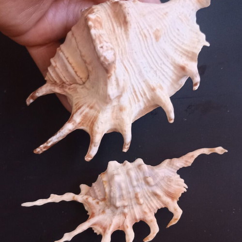 Collectible Natural Spider Conch Seashells Lambis & Harpago set of 2 like new