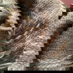  Zara knitted scarf