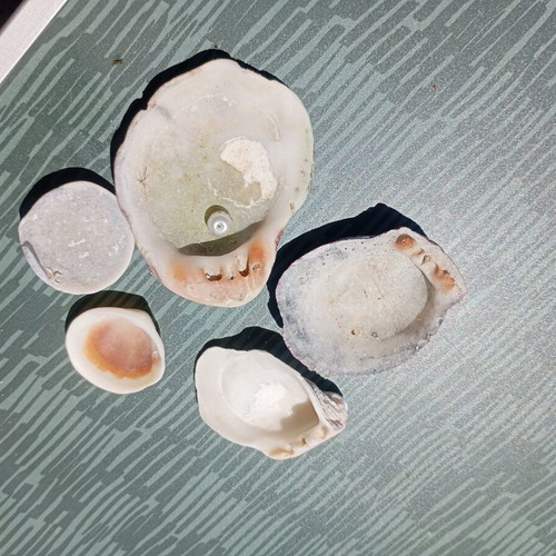 Small collection of seashells and one small pearl