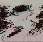 Χριστουγεννιάτικα λαμπάκια εσωτερικού χώρου