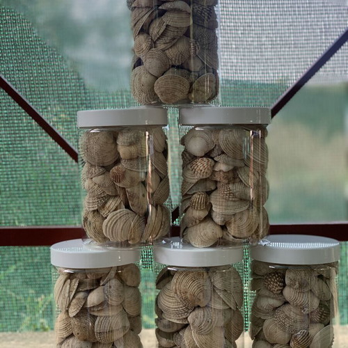 Natural seashells from Greek seas for decoration and crafts, 6 jars of 750ml, like new