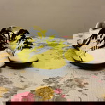  Adidas ποδοσφαιρικά 40,5 νούμερο