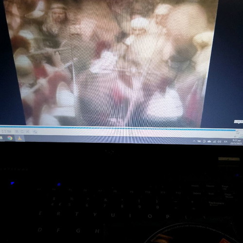 The Rise and Fall of the Spartans DVD like new, pack of 2