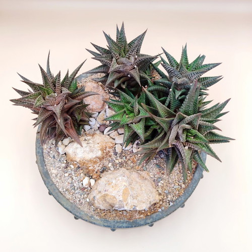 Haworthia limifolia bonsai pot new