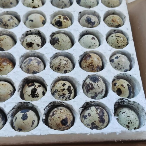 Quail Eggs for Incubation Mixed Jumbo Large Japanese Giant Polar