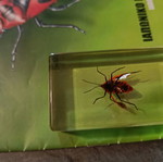 Real Insects Issue 28 used
