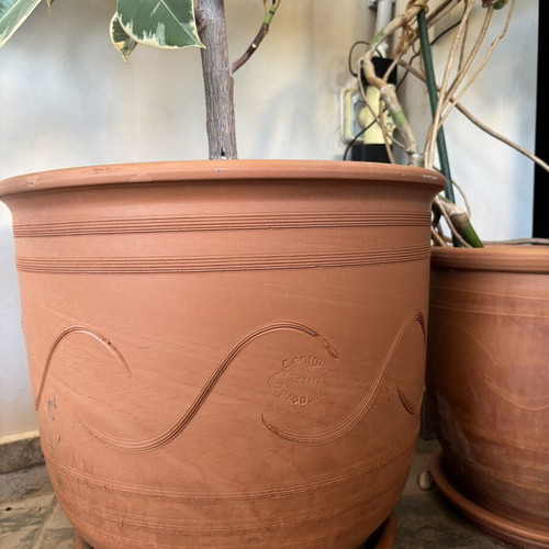 Variegated Rubber Plant Ficus elastica like new in terracotta pot