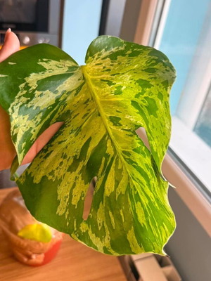 Monstera Bulbasaur Variegata new, healthy rooted plant