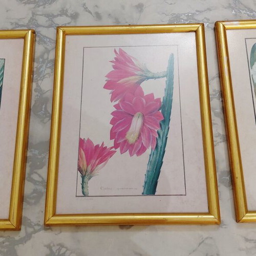 Set of three botanical prints in gold wooden frames