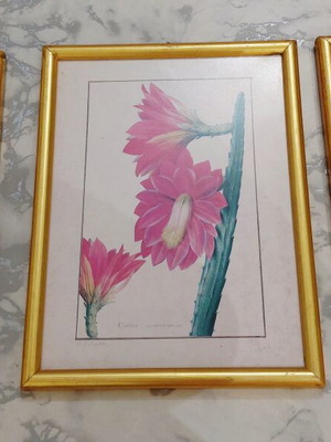 Set of three botanical prints in gold wooden frames