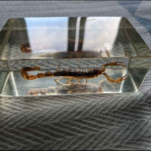 Scorpion in resin like new