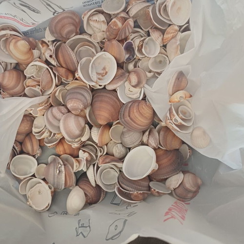 Natural seashells pack 1.5 kg for crafts and decoration