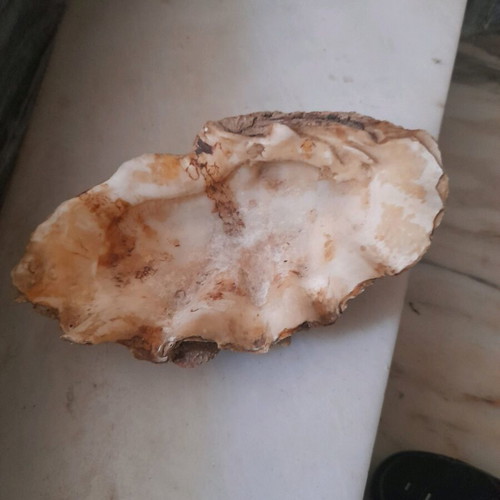 Seashells used