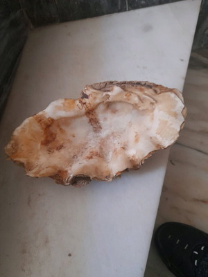 Seashells used