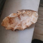 Seashells used