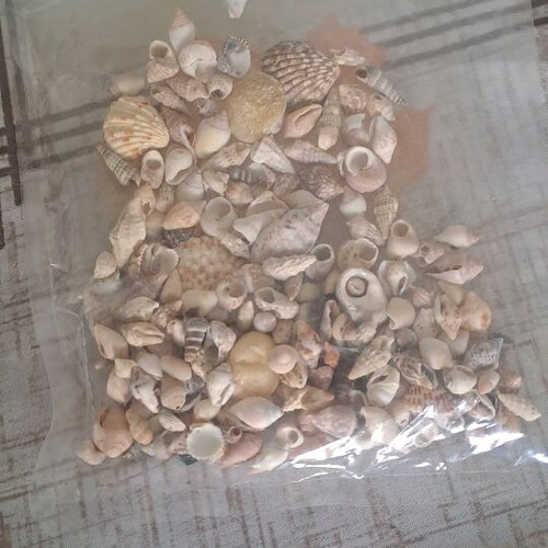 Small seashells like new, 100 grams