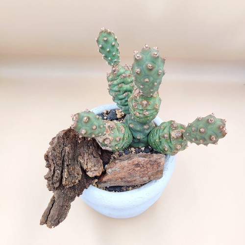 Mini desert landscape with Tephrocactus articulatus, new