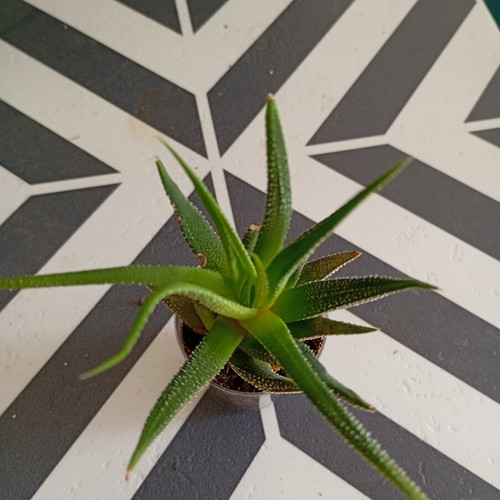Haworthia cactus zebra outdoor plant