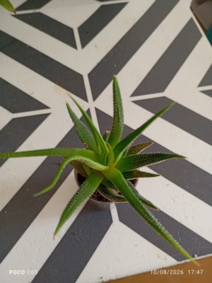 Haworthia cactus zebra outdoor plant