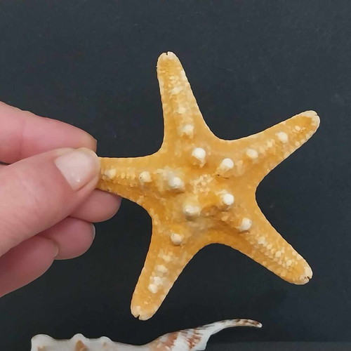 Collection of Exotic Seashells and Corals like new, 11 natural specimens
