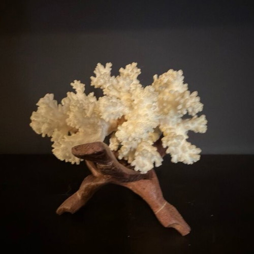 Natural White Coral on Wooden Base collectible sea decoration like new