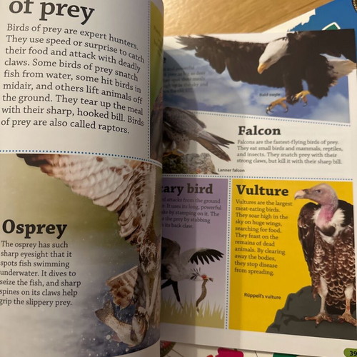 DK Findout set of books about animals, birds, bugs and reptiles brand new