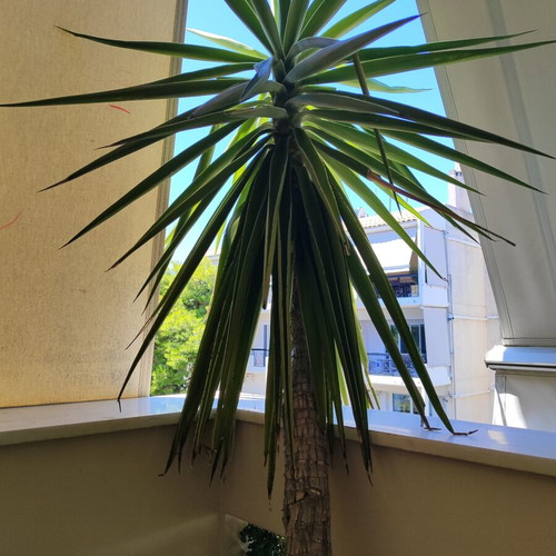 Yucca plant with two trunks, 2.05m height, with pot