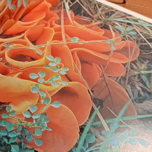 Plants used color thematic encyclopedia “Our World”