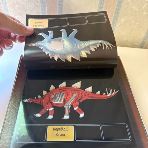 Dinosaur anatomy table used