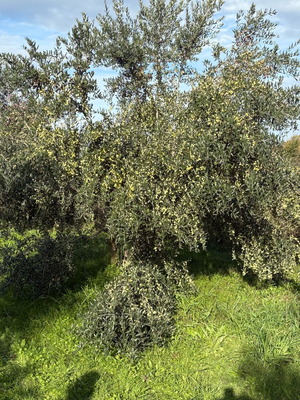 Λάδι έξτρα παρθένο ψυχρής και θερμής έκθλιψης καινούργιο
