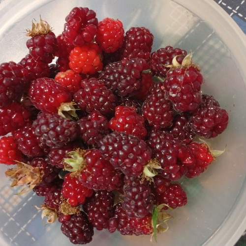 Raspberry plant new, thorny with large red raspberries